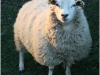 lammas.jpg