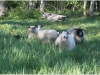 lammas2.jpg