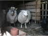 lammas4.jpg