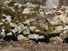 paevitavad