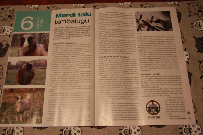 Kihnu maalammas, Eesti maalammas, maalammas, kihnu lammas, ohustatud tõug, põlistõug Kihnu mAALAMBA sELTS
