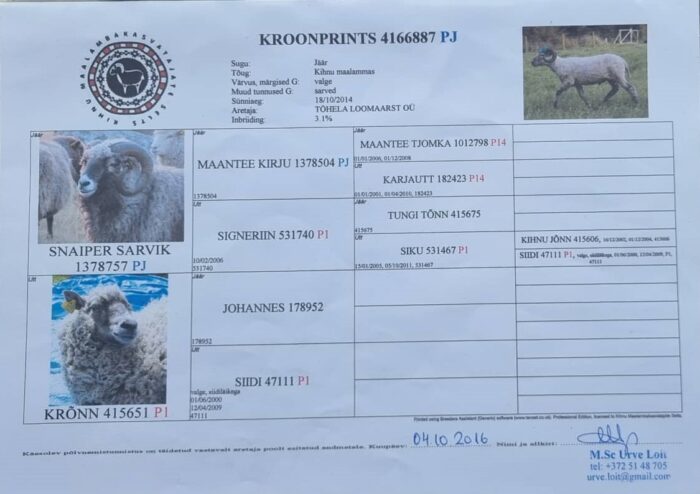 Kihnu maalammas, kihnu maalamba jäär, ohustatud tõug, põlistõug, kihnu maalamba säilituskari, põlvemistunnistus, tõujäär