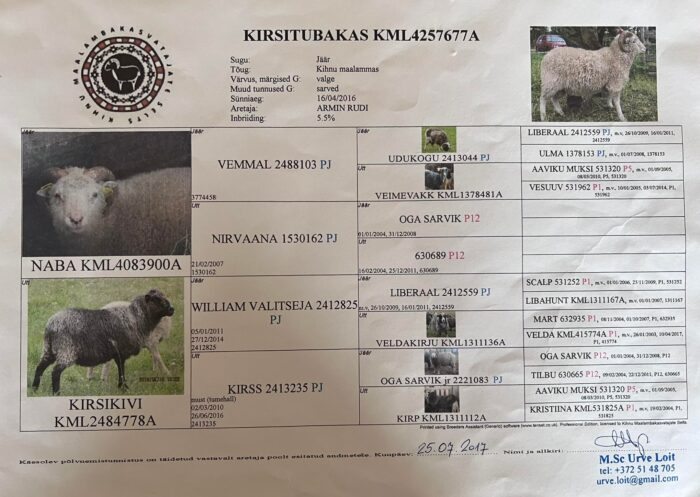 kihnu maalammas, kihnu maalamaba jäär, Mardi talu kihnu maalambad