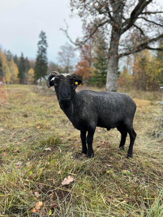kihnu maalammas, kihnu maalamaba jäär, Mardi talu kihnu maalambad