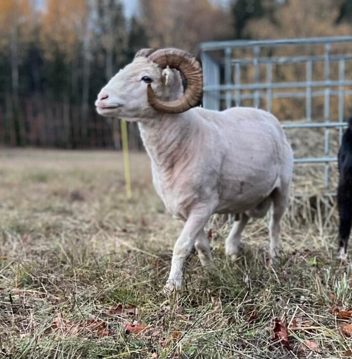 kihnu maalammas, kihnu maalamaba jäär, Mardi talu kihnu maalambad