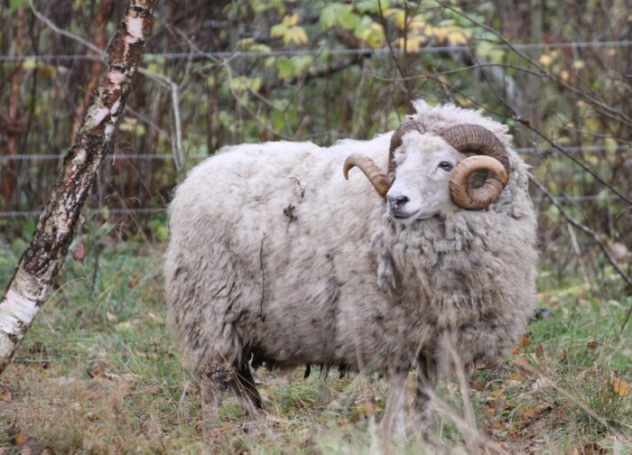 Kihnu maalammas, kihnu maalamba jäär, ohustatud tõug, põlistõug, kihnu maalamba säilituskari
